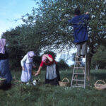 Photo of four people collecting apples from a large tree