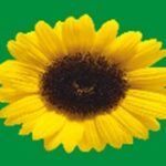 a sunflower